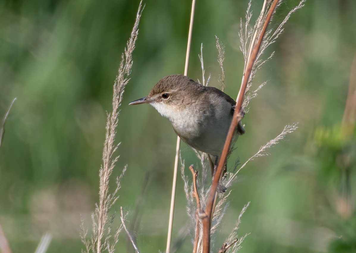 Blyth's Reed Warbler