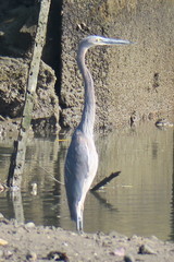 Ardea sumatrana