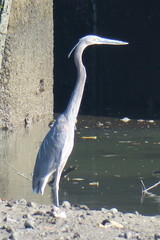 Ardea sumatrana