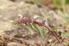 Dracocephalum nutans