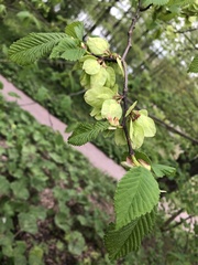 Ulmus ×hollandica