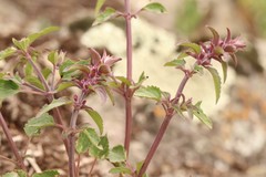 Dracocephalum nutans