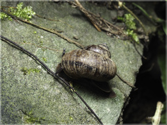 Cyclophorus formosaensis