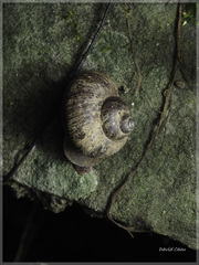 Cyclophorus formosaensis