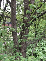 Ulmus ×hollandica