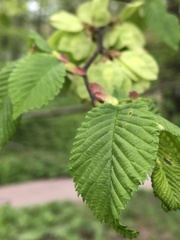 Ulmus ×hollandica