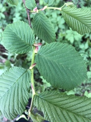 Ulmus ×hollandica