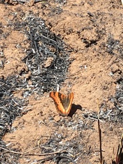 Precis ceryne ceryne