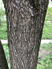 Ulmus ×hollandica