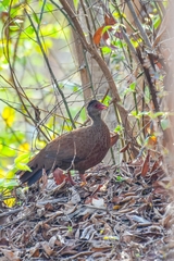 Galloperdix spadicea