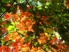 Acer pseudosieboldianum