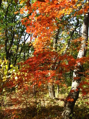 Acer pseudosieboldianum