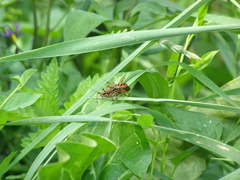 Rhynocoris iracundus