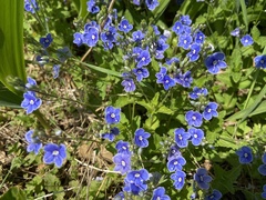 Veronica chamaedrys