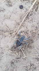 Acanthoplus