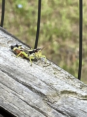 Dendrotettix quercus