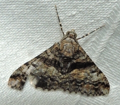 Gastrinodes argoplaca