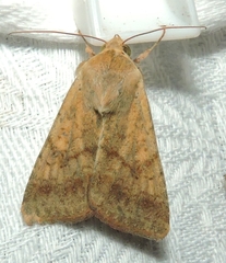 Australothis rubrescens