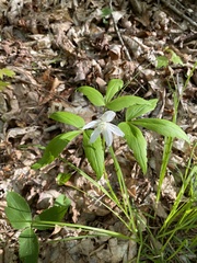 Anemonoides lancifolia