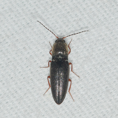 Cardiophorus convexus