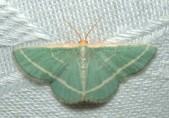 Mixocera latilineata