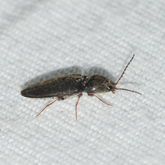 Cardiophorus convexus