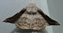 Oenochroma turneri