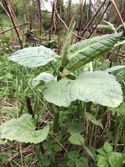 Reynoutria japonica