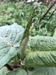 Reynoutria japonica