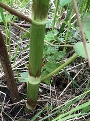 Reynoutria japonica