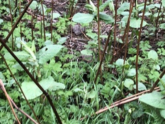 Reynoutria japonica