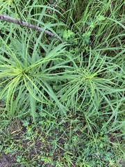 Helianthus salicifolius