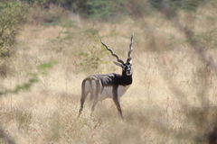 Antilope cervicapra