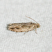 Pecan Bud Moth - Photo (c) Royal Tyler, some rights reserved (CC BY-NC-SA), uploaded by Royal Tyler