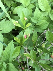 Blaesodiplosis venae