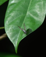 Acytolepis puspa
