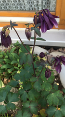 Aquilegia atrata