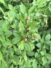 Blaesodiplosis venae