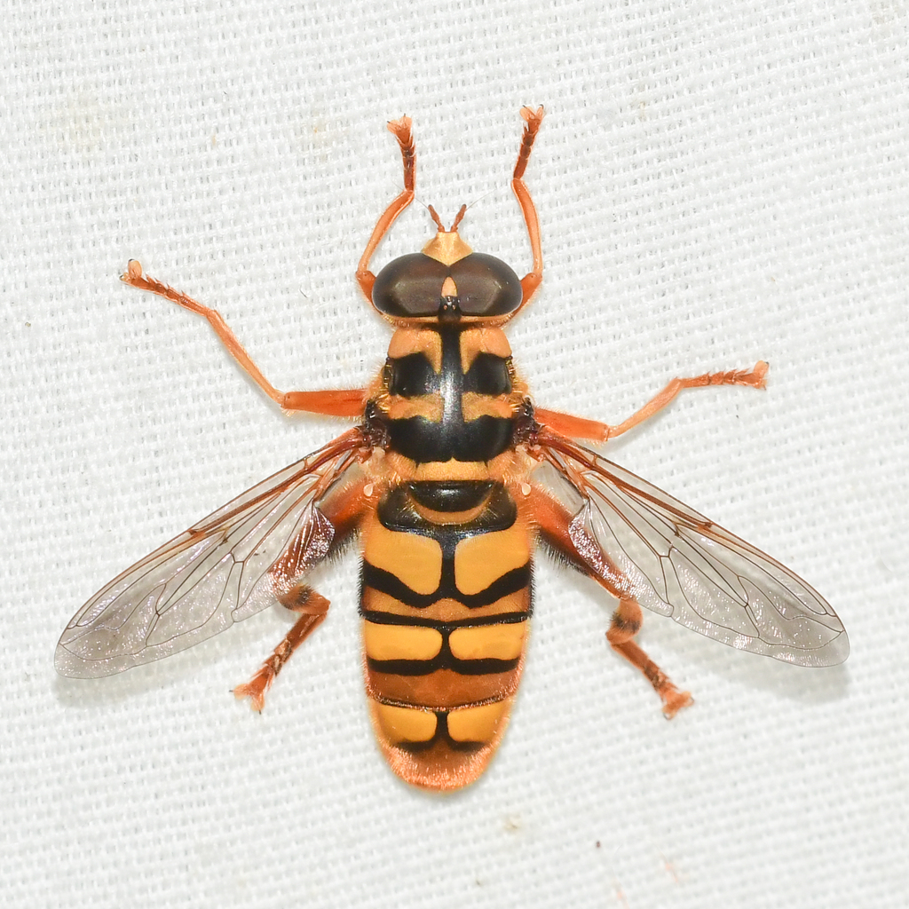 Virginia Giant Hover Fly