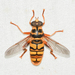 Virginia Giant Hover Fly - Photo (c) Royal Tyler, some rights reserved (CC BY-NC-SA), uploaded by Royal Tyler