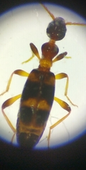 Leptaleus rodriguesi