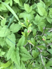 Blaesodiplosis venae