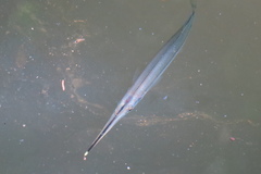 Zenarchopterus buffonis