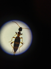 Leptaleus rodriguesi