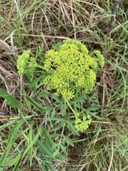 Polytaenia nuttallii