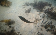 Olisthops cyanomelas