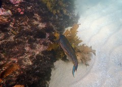 Olisthops cyanomelas