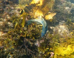 Olisthops cyanomelas