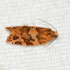 Argyrotaenia hodgesi