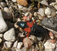 Prostemma aeneicolle